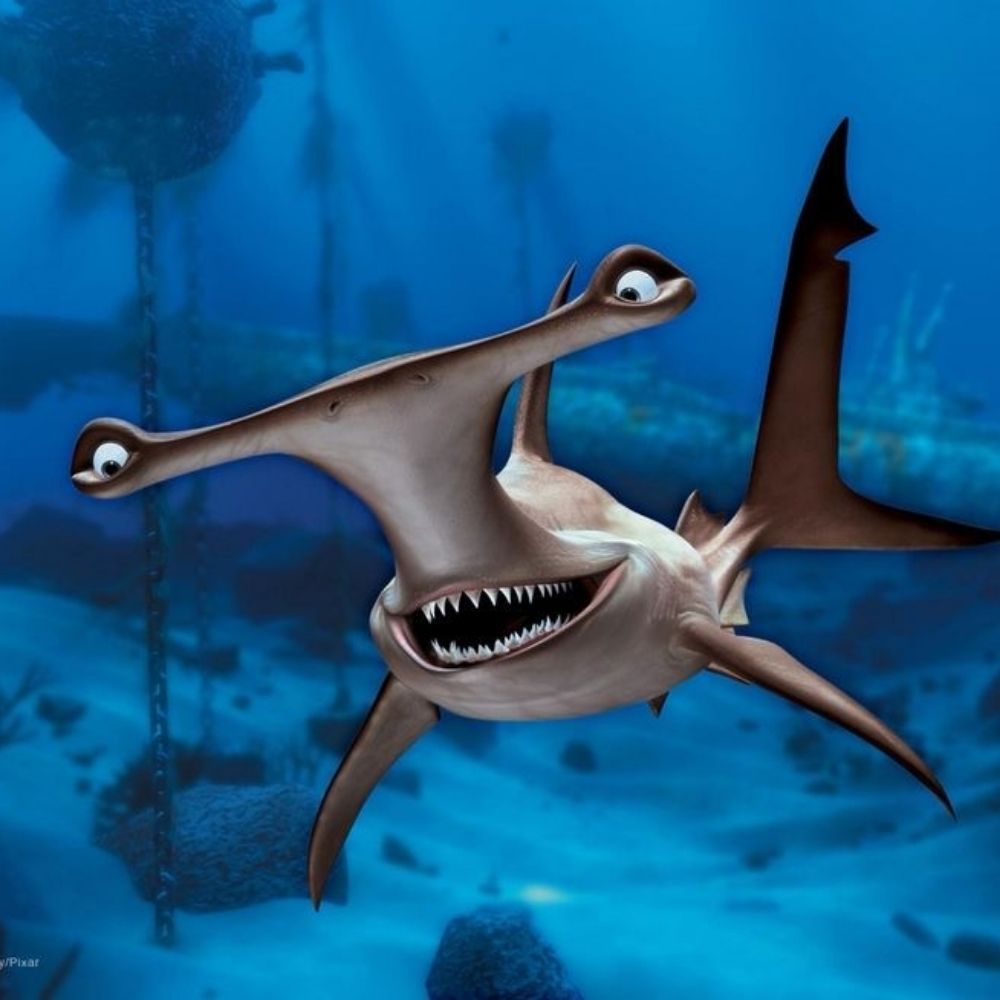 Petrichorr 🦈