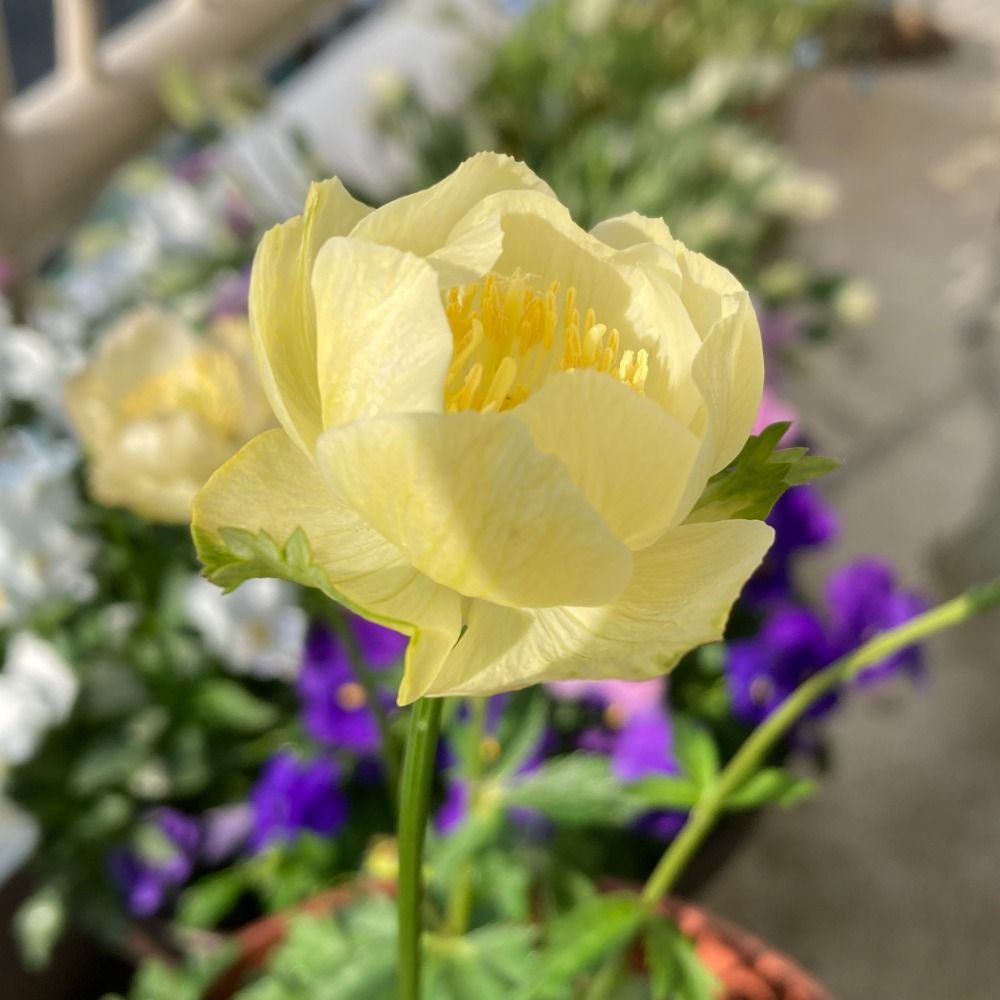 霧原真