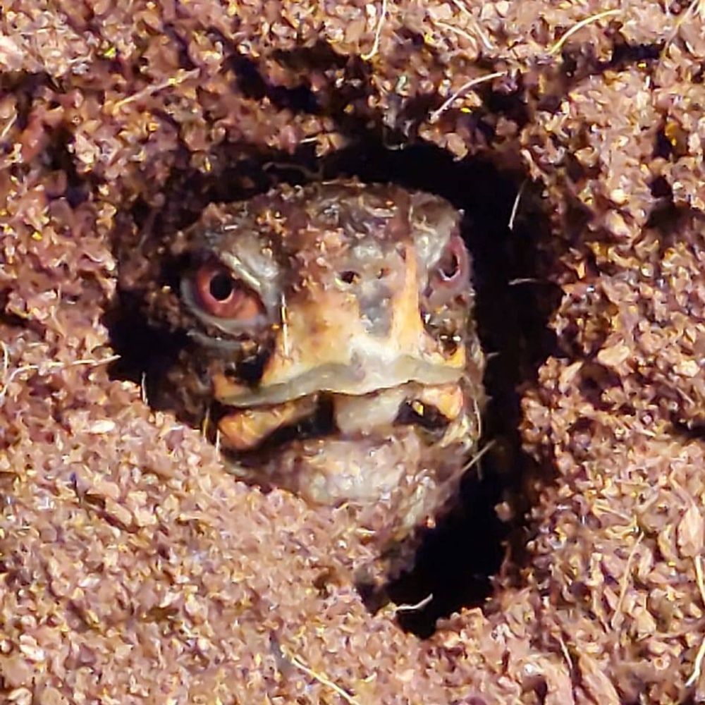 Turtlemancer