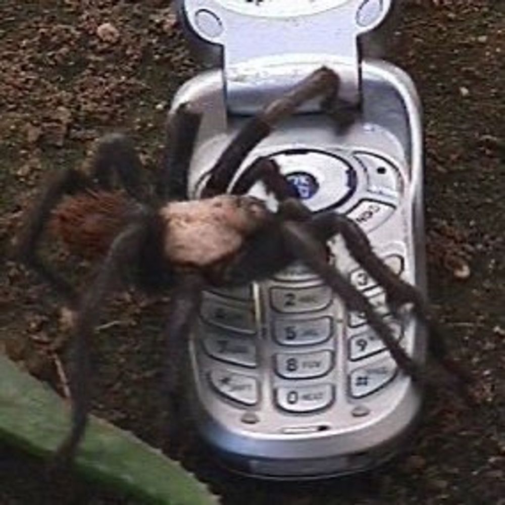brown recluse