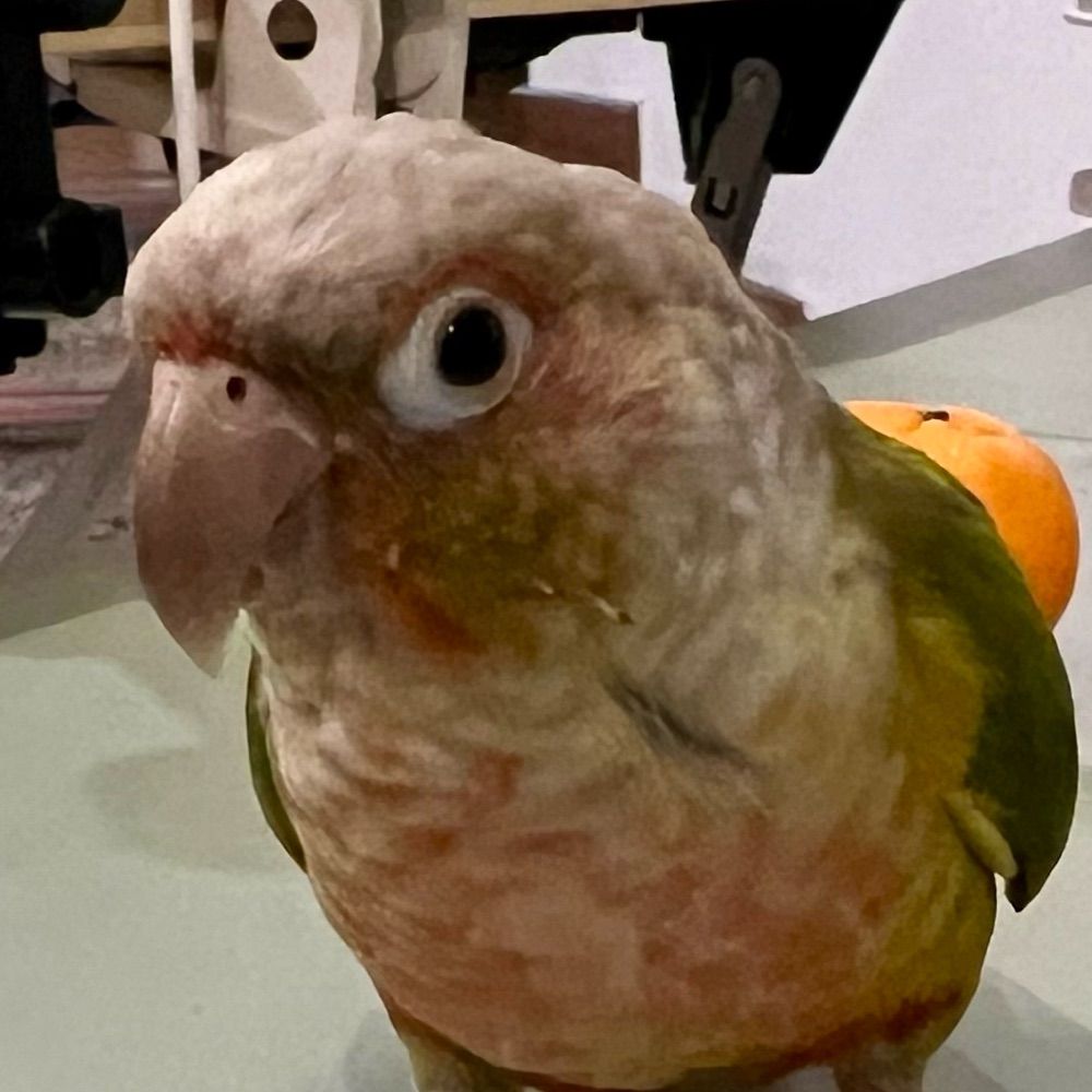 Tarkus