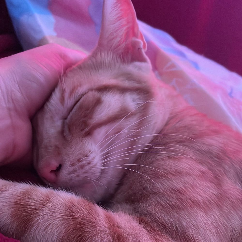Myah 🕊️