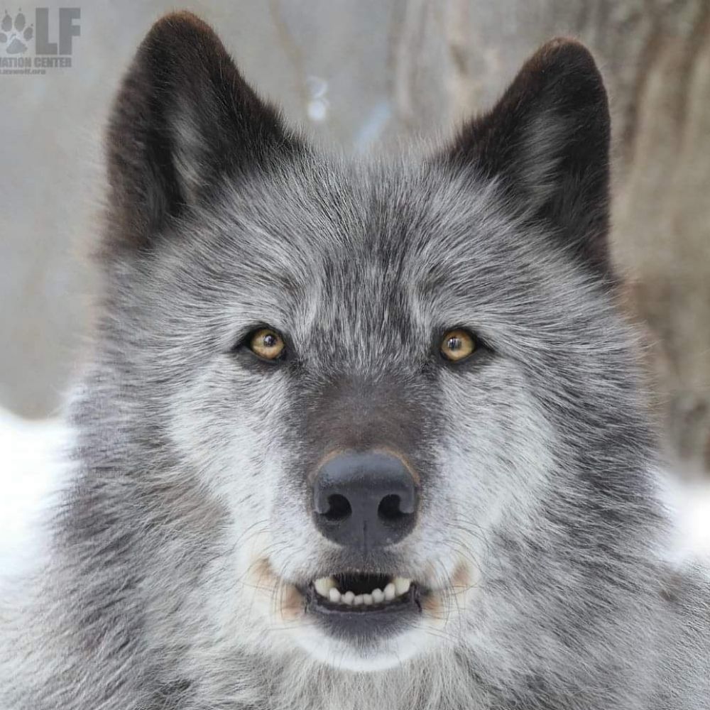 SenecaWolf