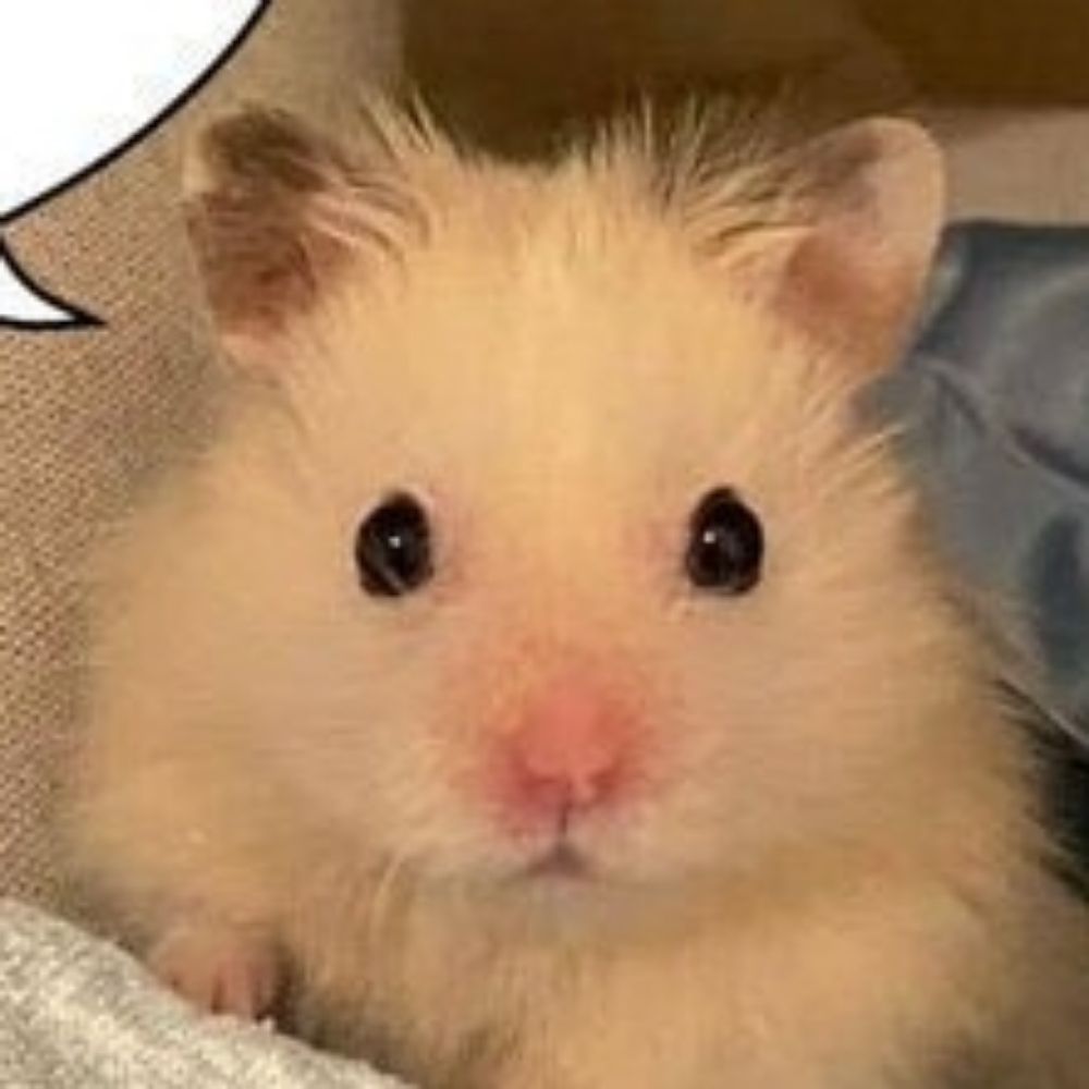 뵤