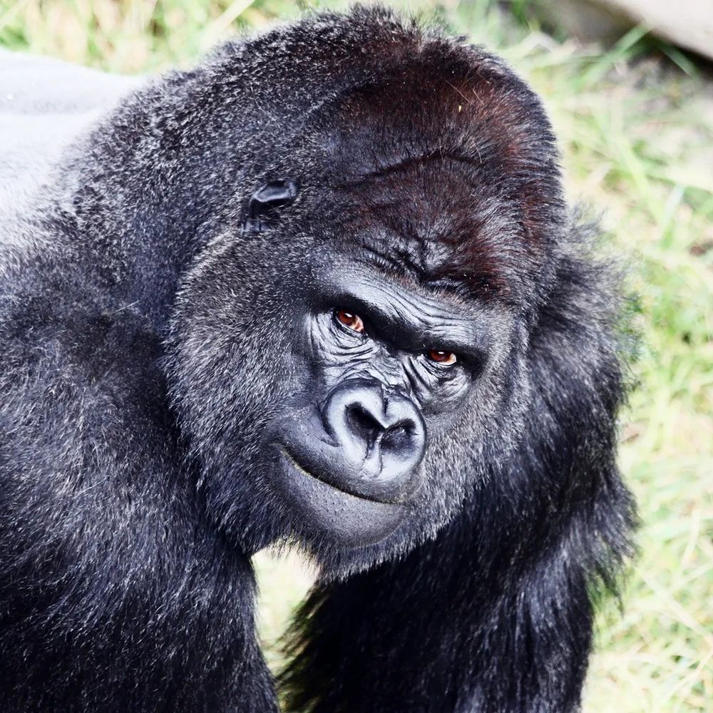 Gorilla