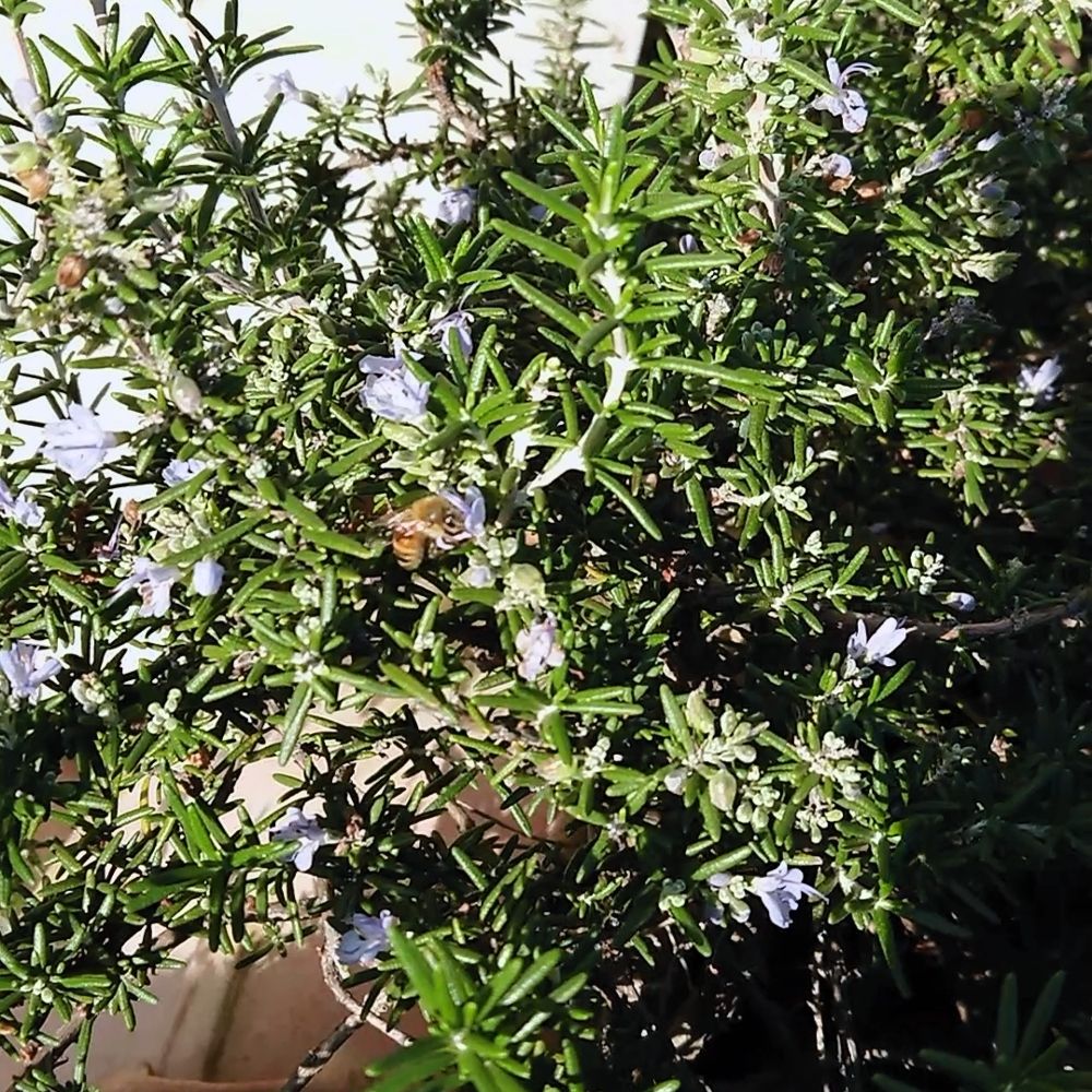 bleach9zwds.bsky.social