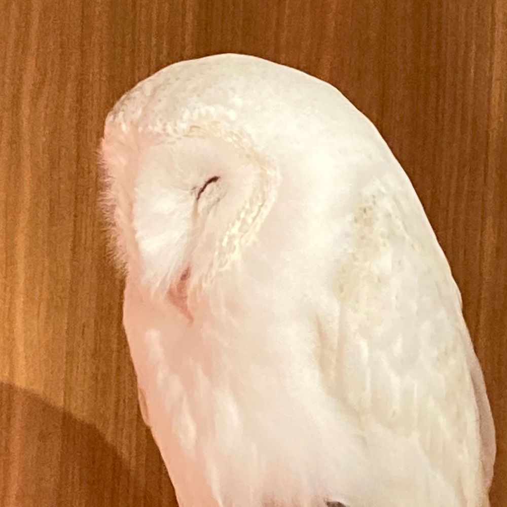 斑鳩