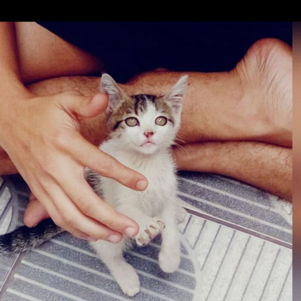 Merlin Jr