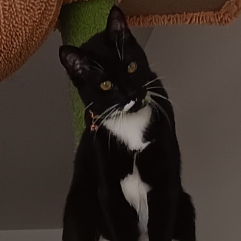 CATS ARE PURRRFECT 🐈🐈‍⬛️