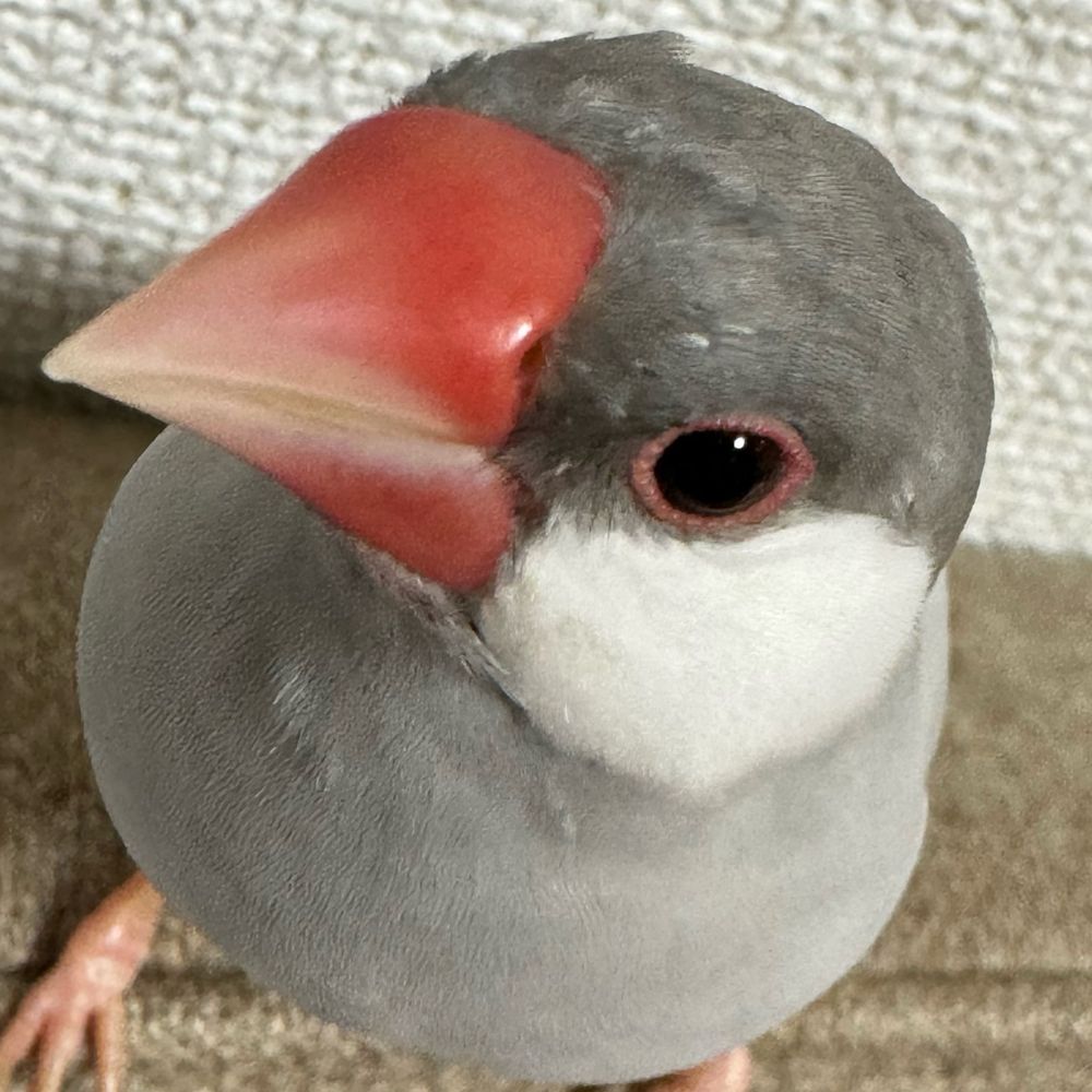 ブンチョー