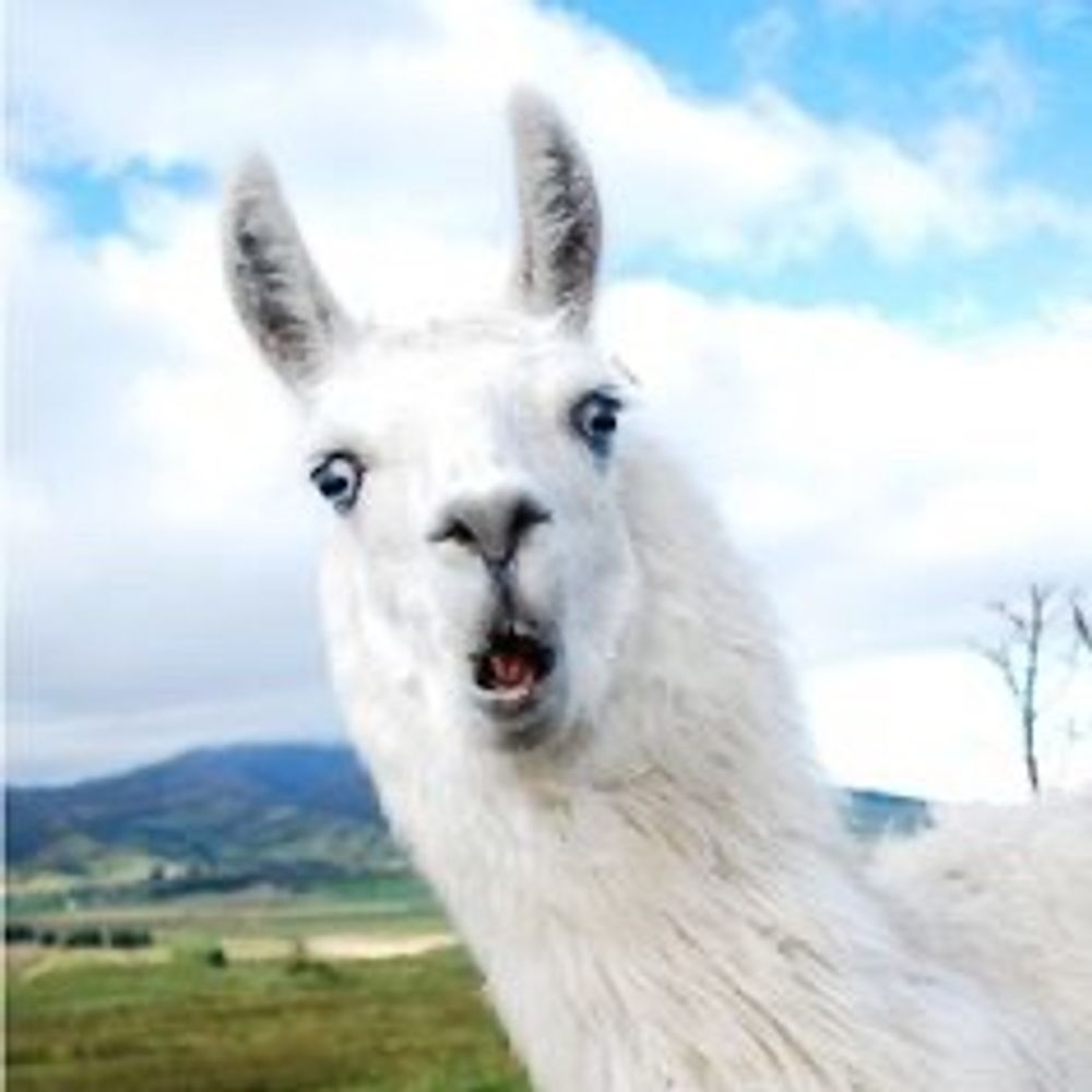 Serious Llama's avatar