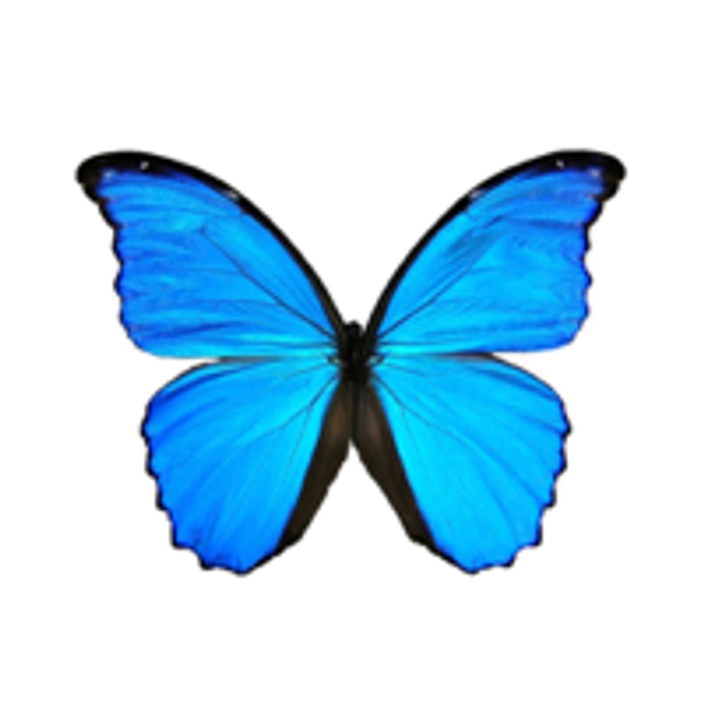 MorphOS