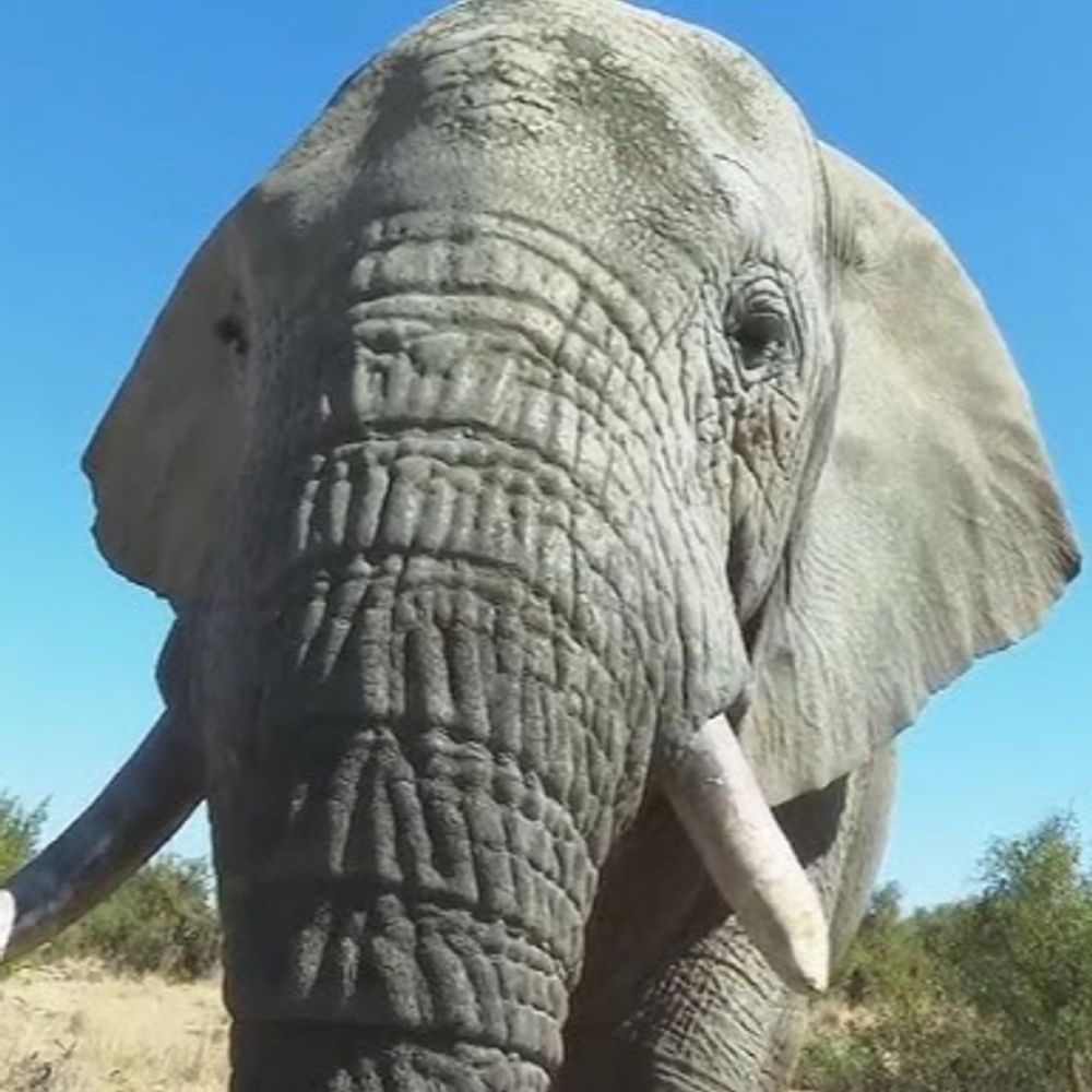 Elephant