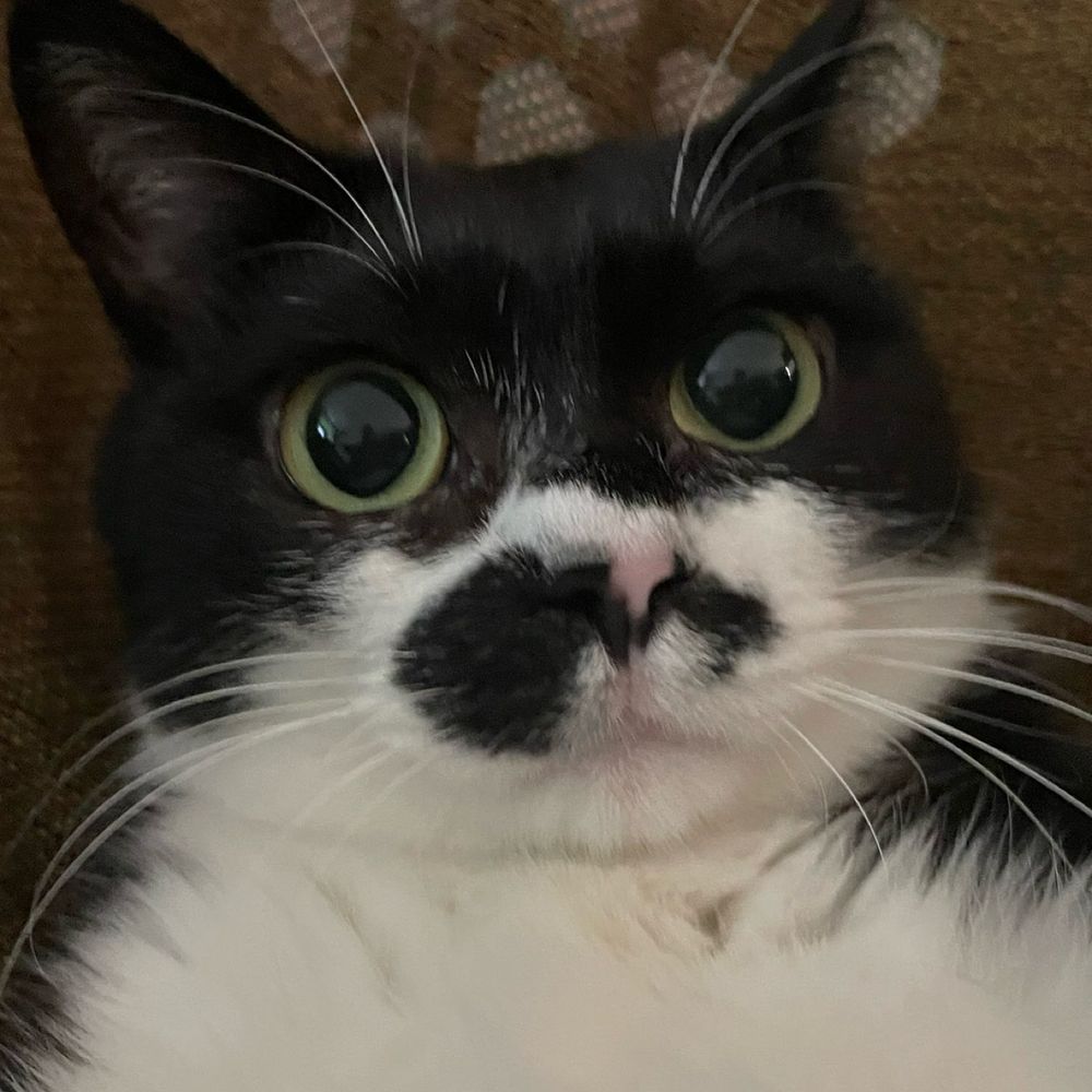 당돌