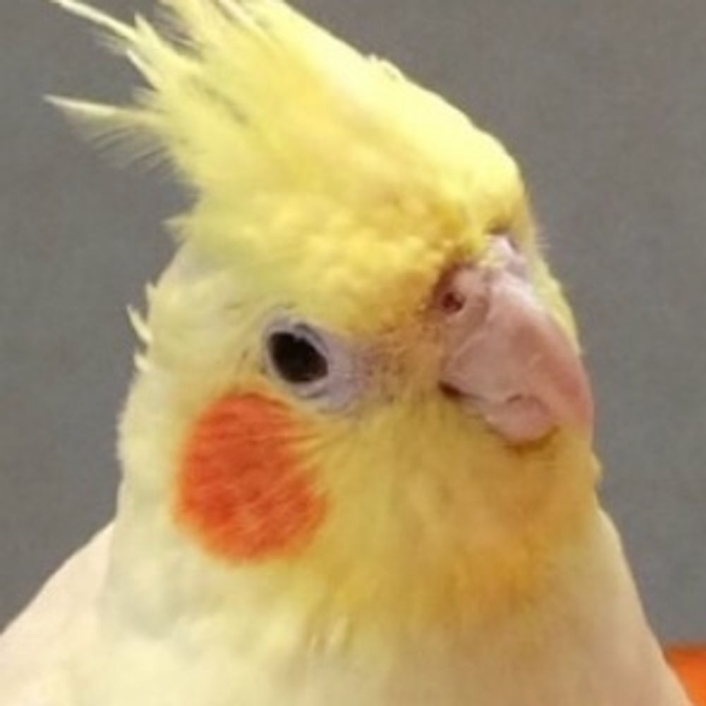 セロリ