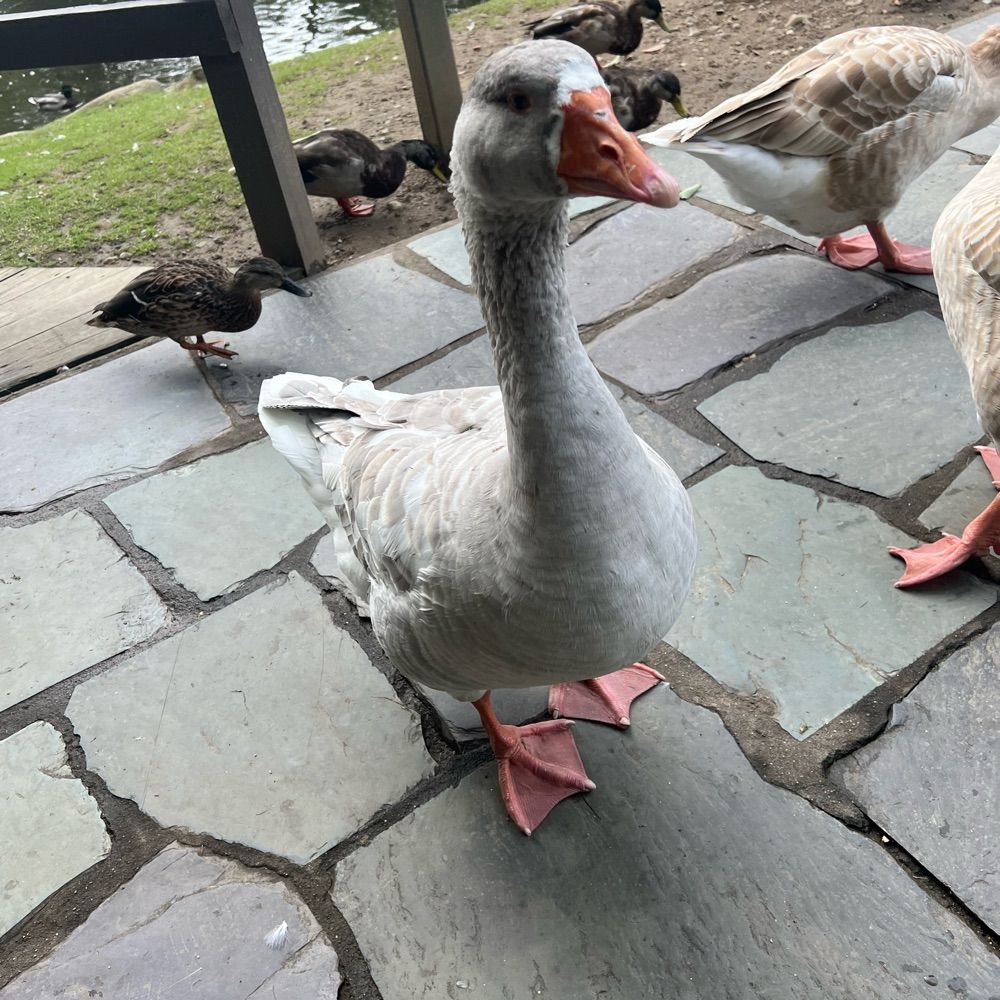 Kevin