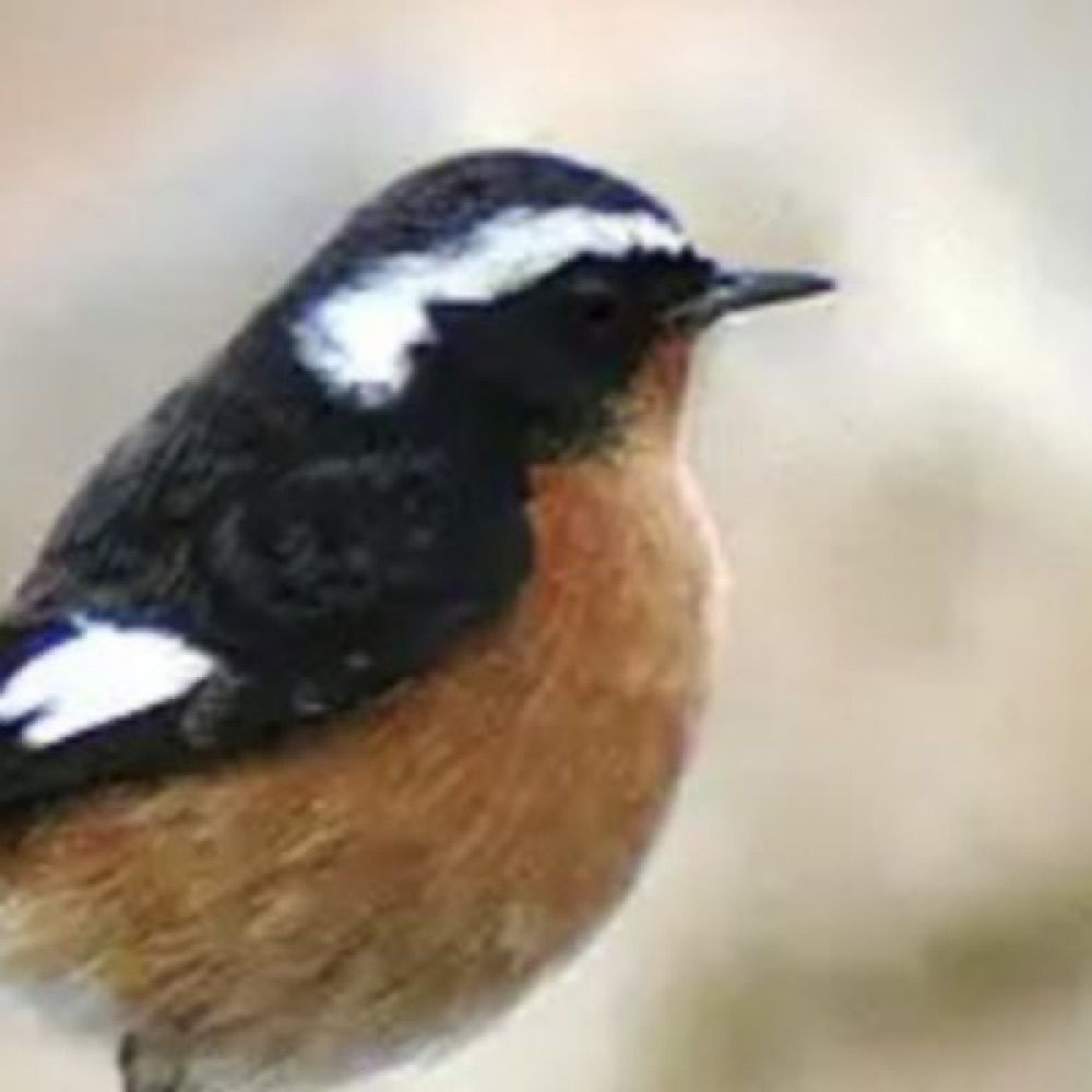 WBRC