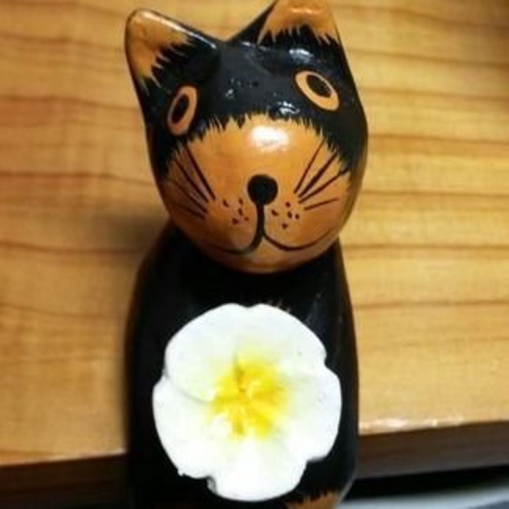 ねこちき