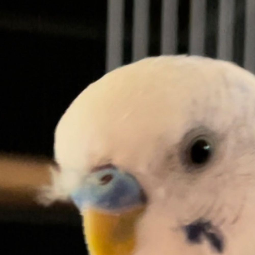 ちゃも