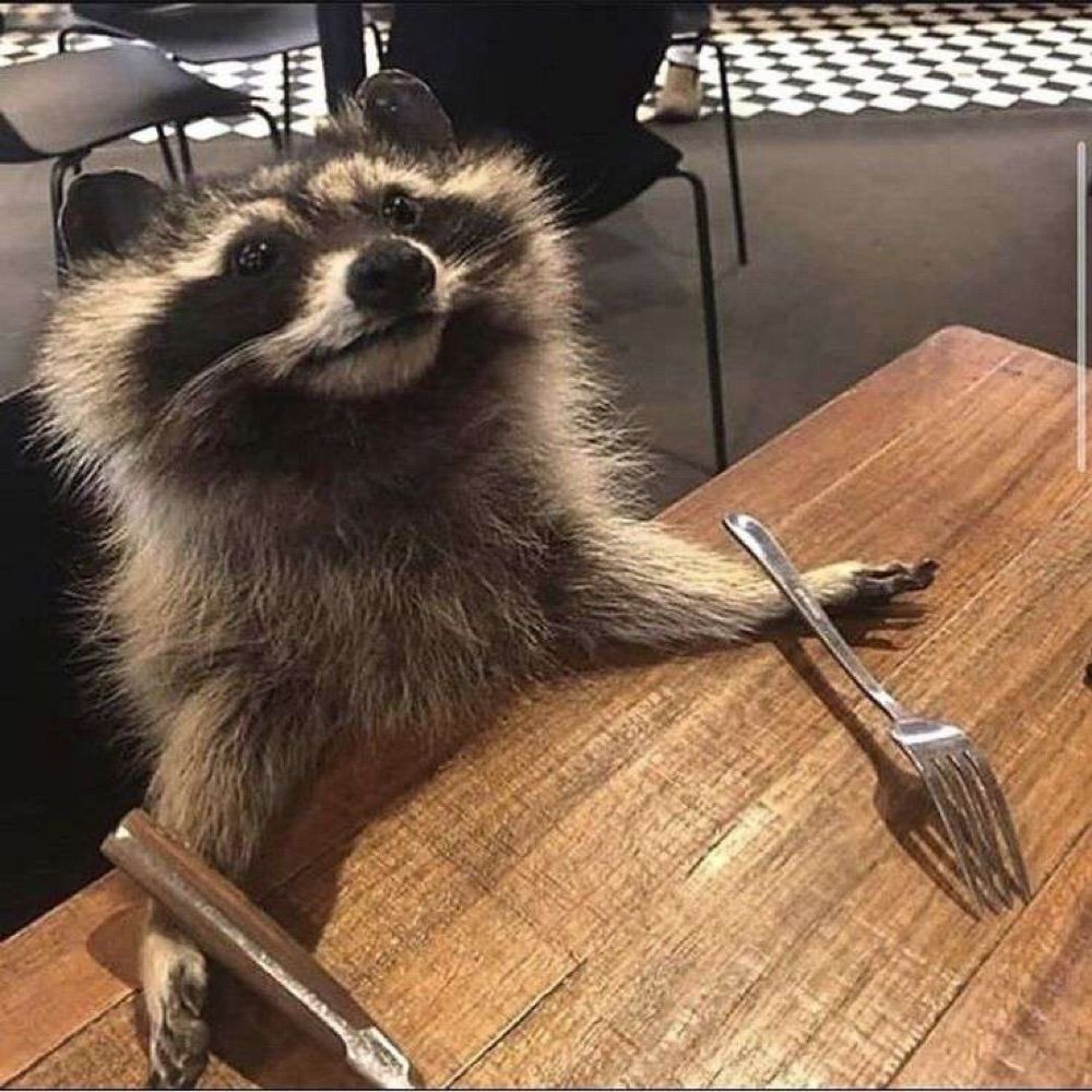 Galactic Raccoon