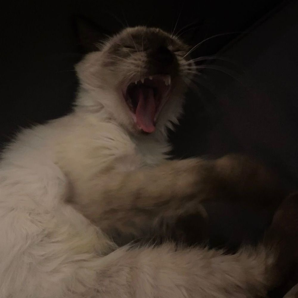 caju