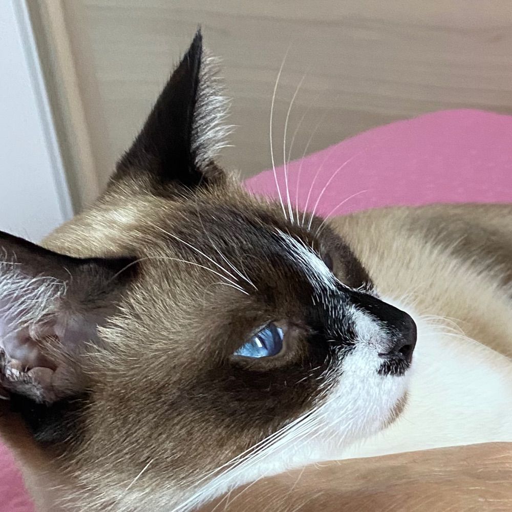 mel
