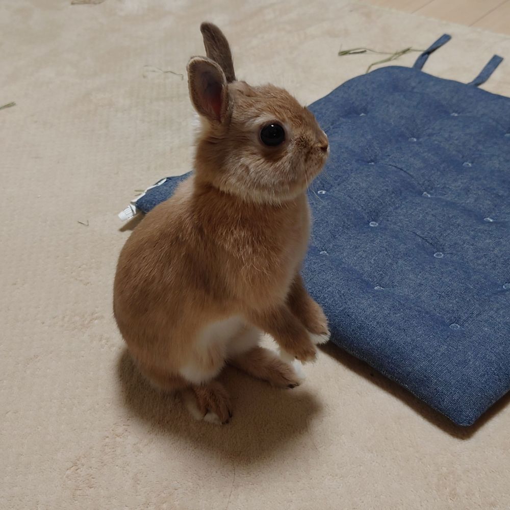 マンダラ