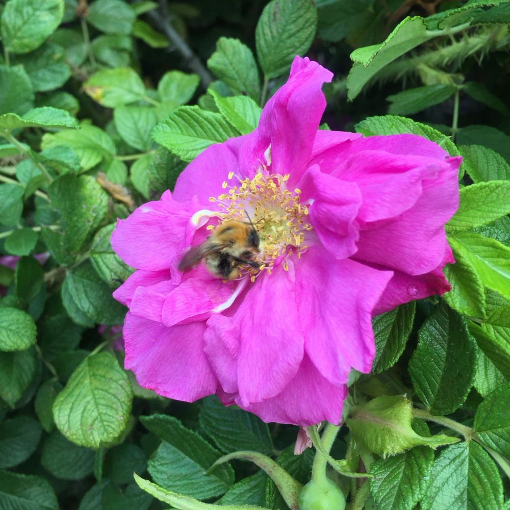 白菊