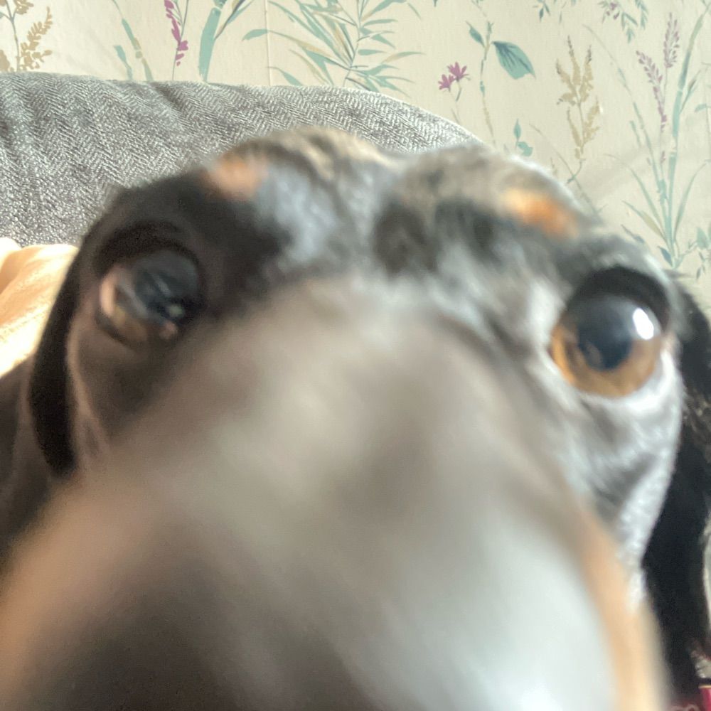 Bingi the Daschund