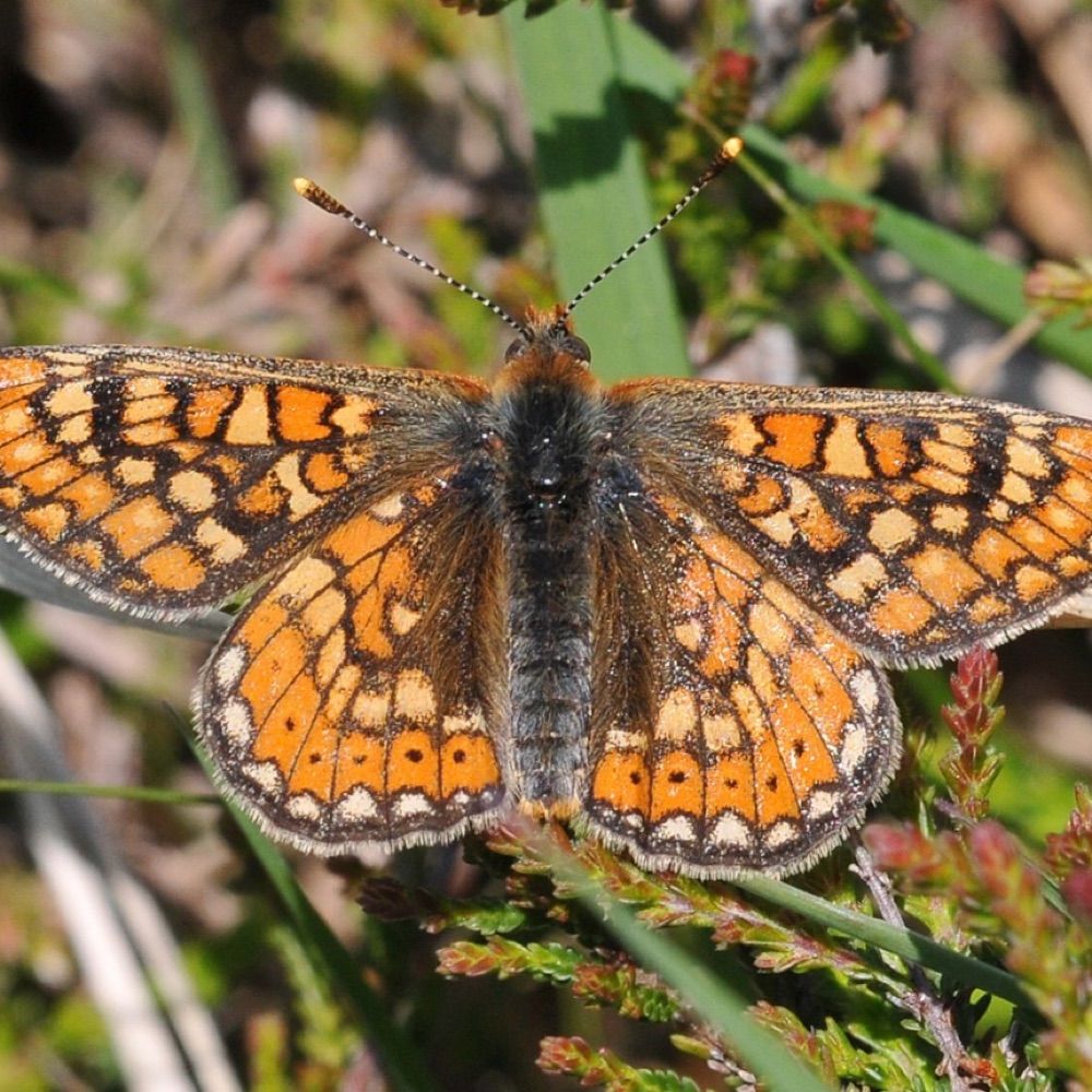 Llantrisant Common