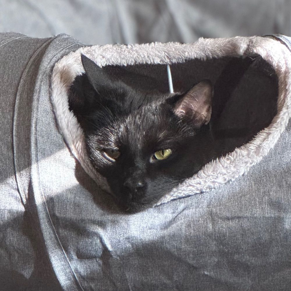 Cat K