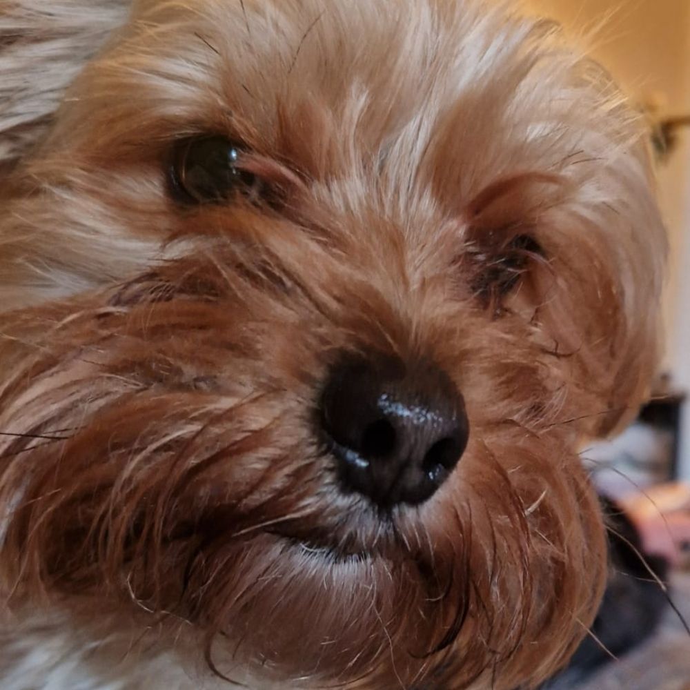 Sparky