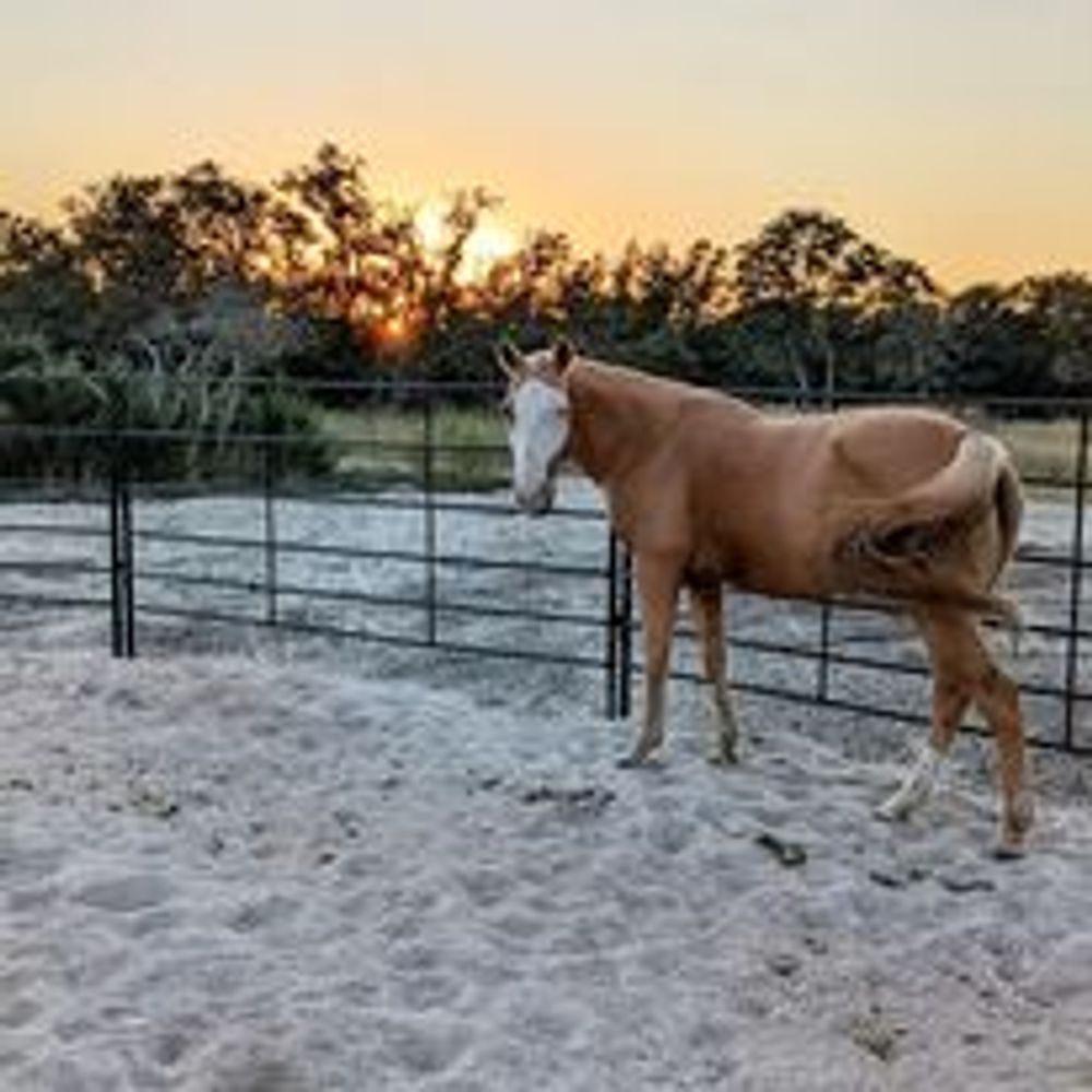 At.Least.My.Horse.Likes.Me