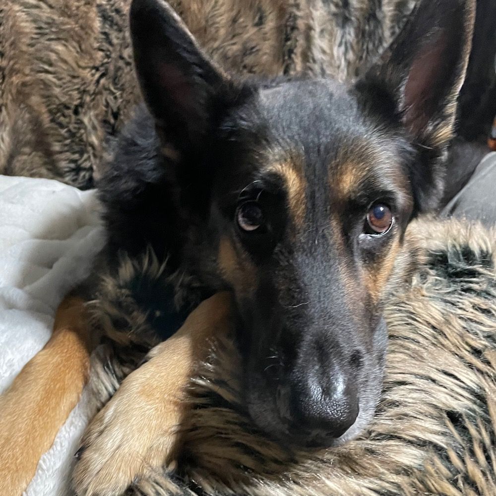 AlejandroGSD