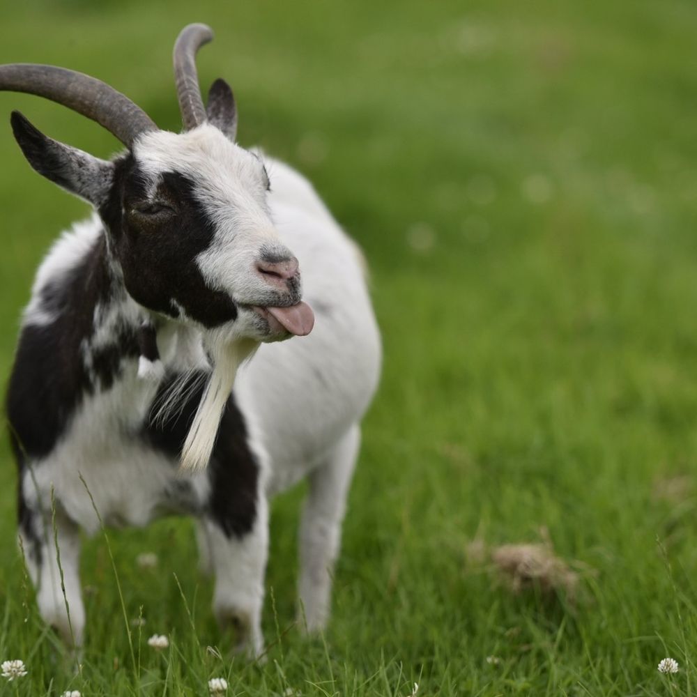Robogoat 🤖🐐