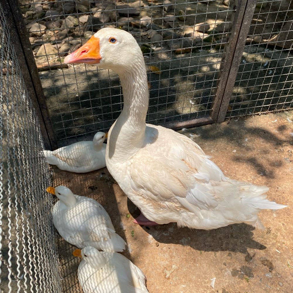 ปอเป็ดอยู่ในเล้า🐣