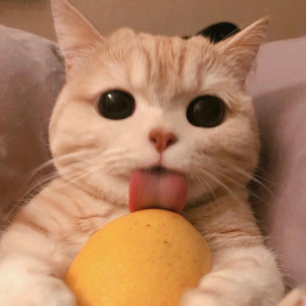 胖胖🍔