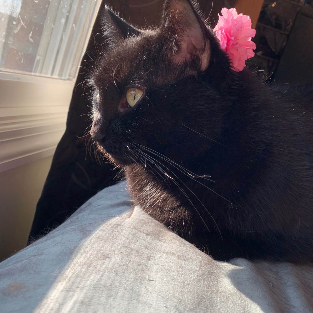 Misha