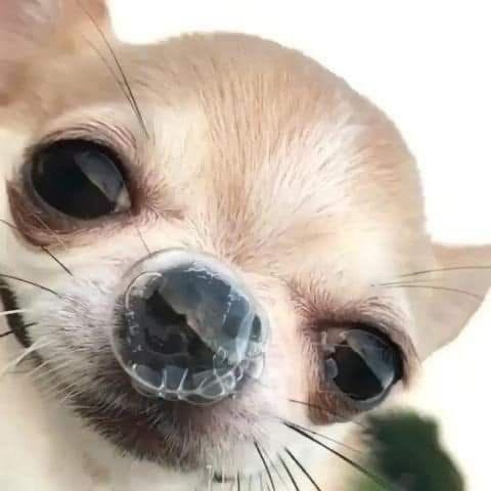 Dieee