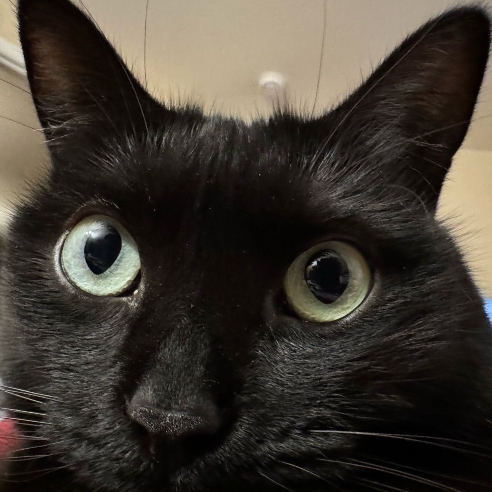 Kevboop
