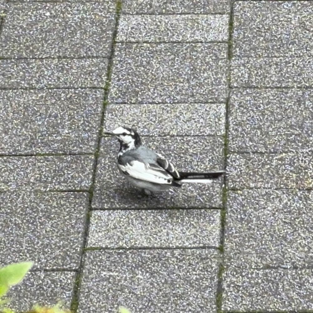 プンヌム
