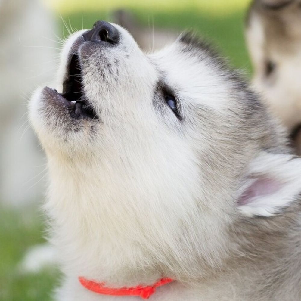 🐺월랑🐺