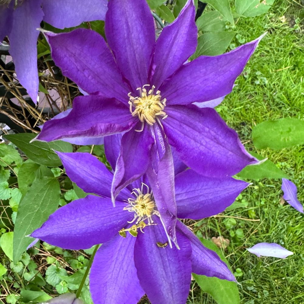 Purple Gramma