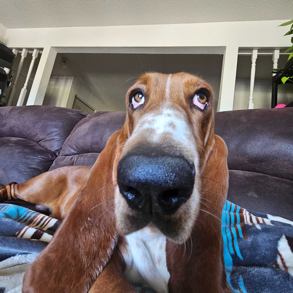 Lucille and Louie. hound dogs