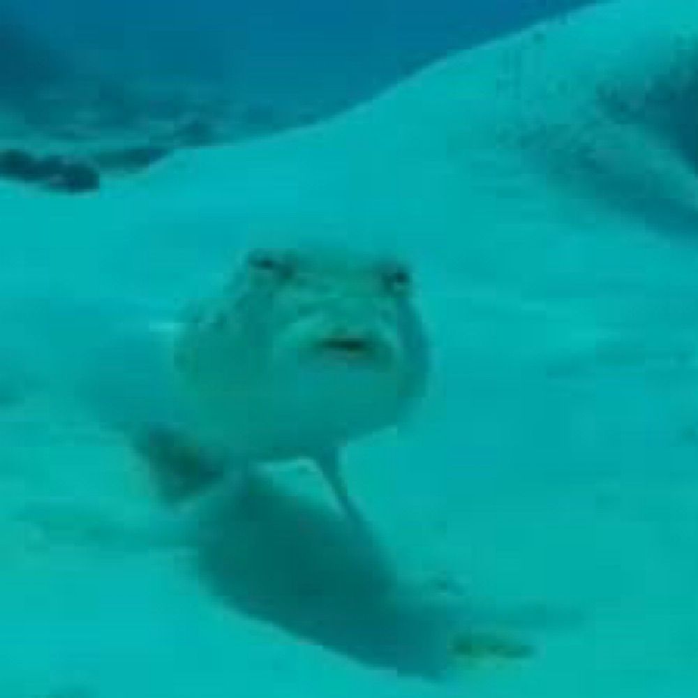 +- Miss Seal -+