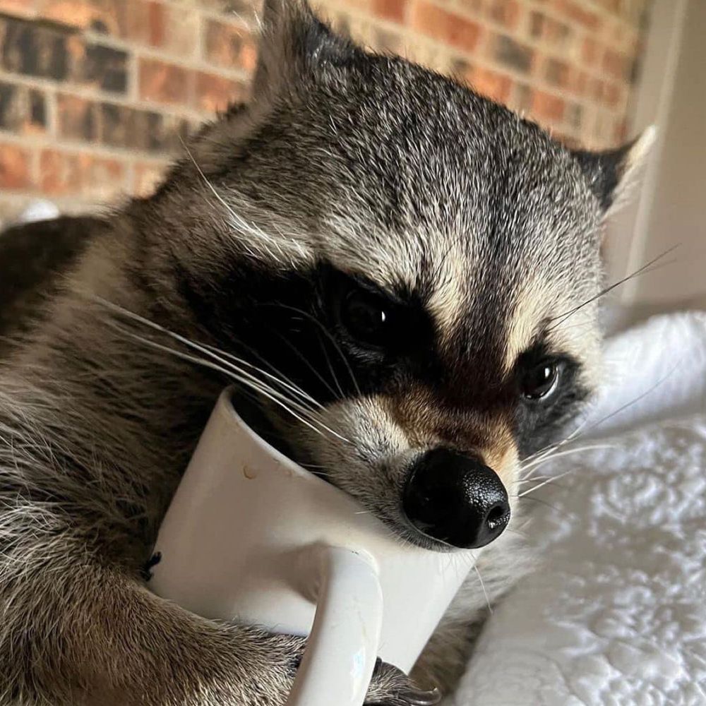 remccoon