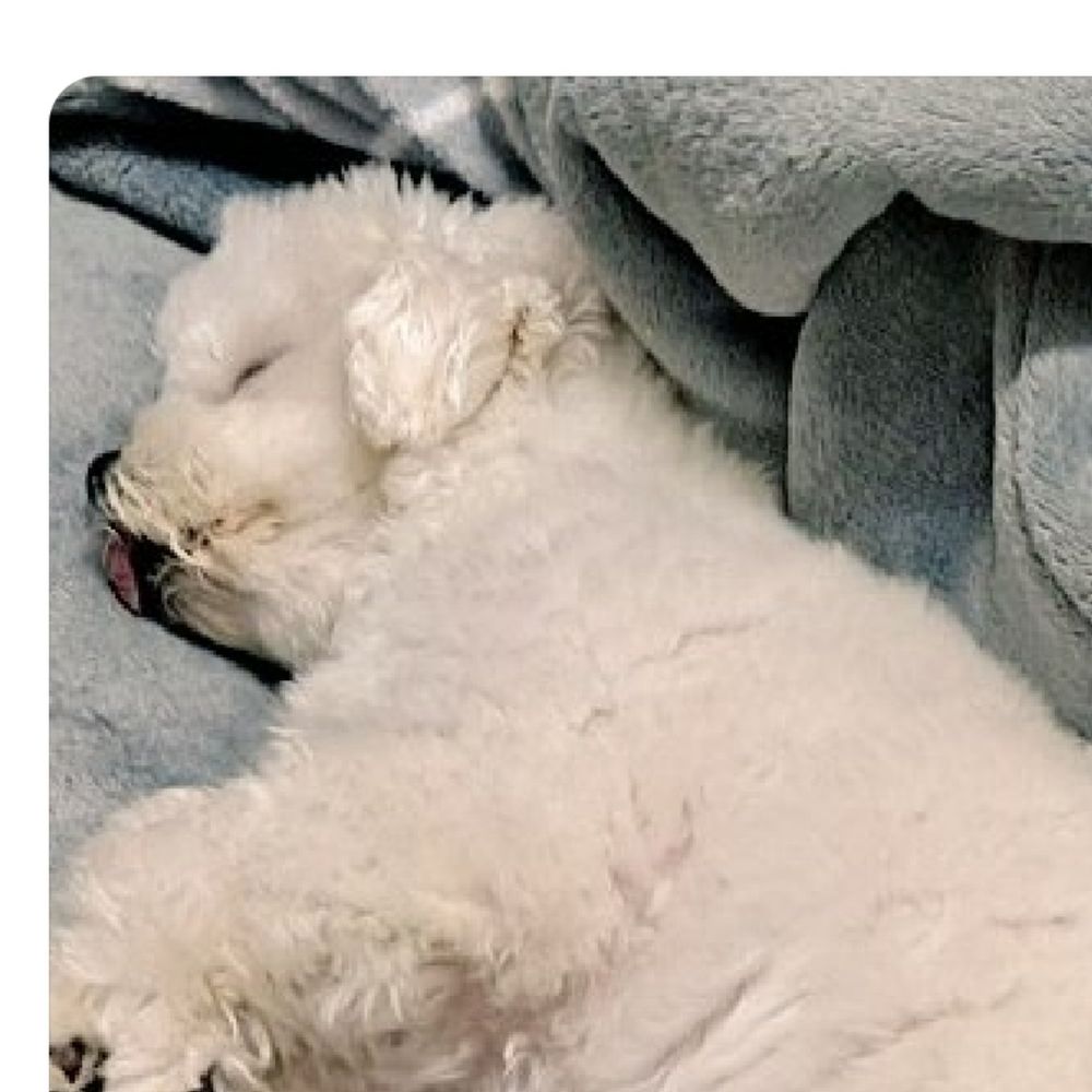 구름이팬계정