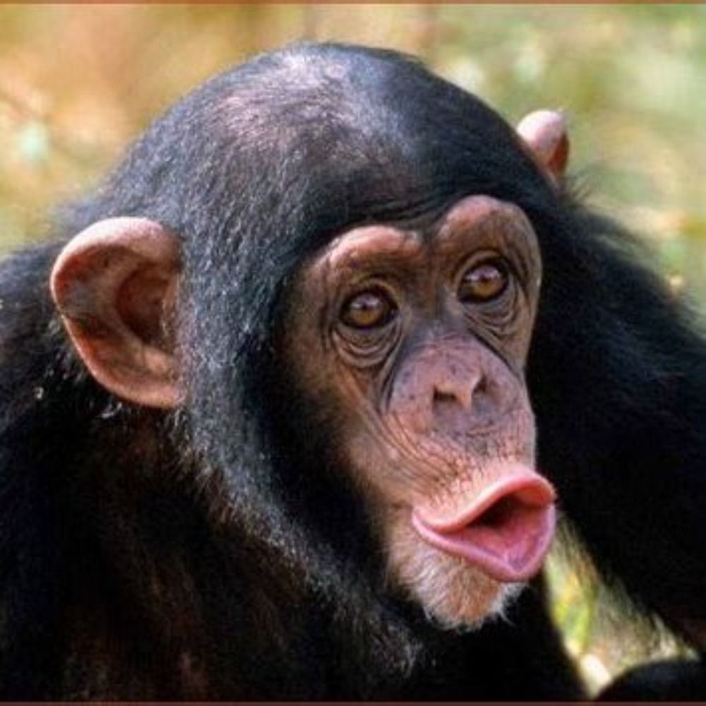 Reg monkey 