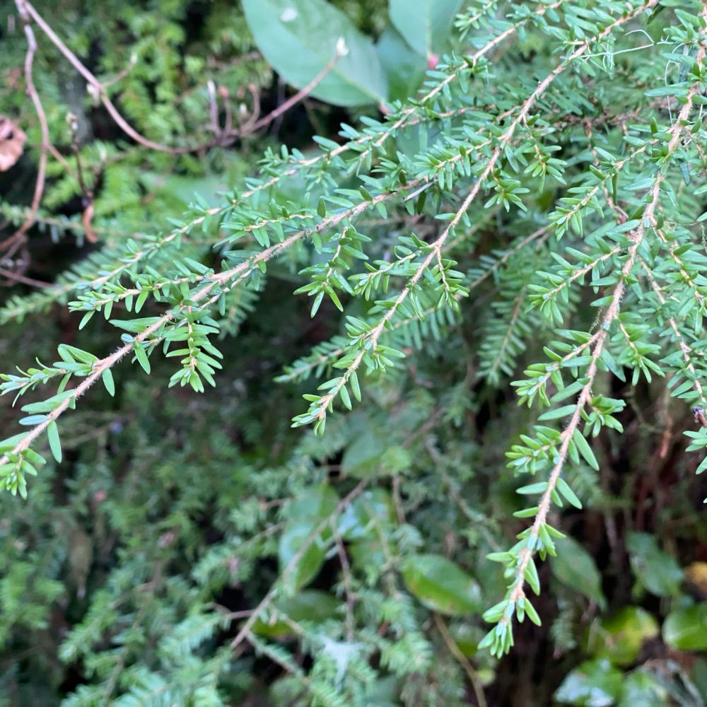 Tsuga heterophylla