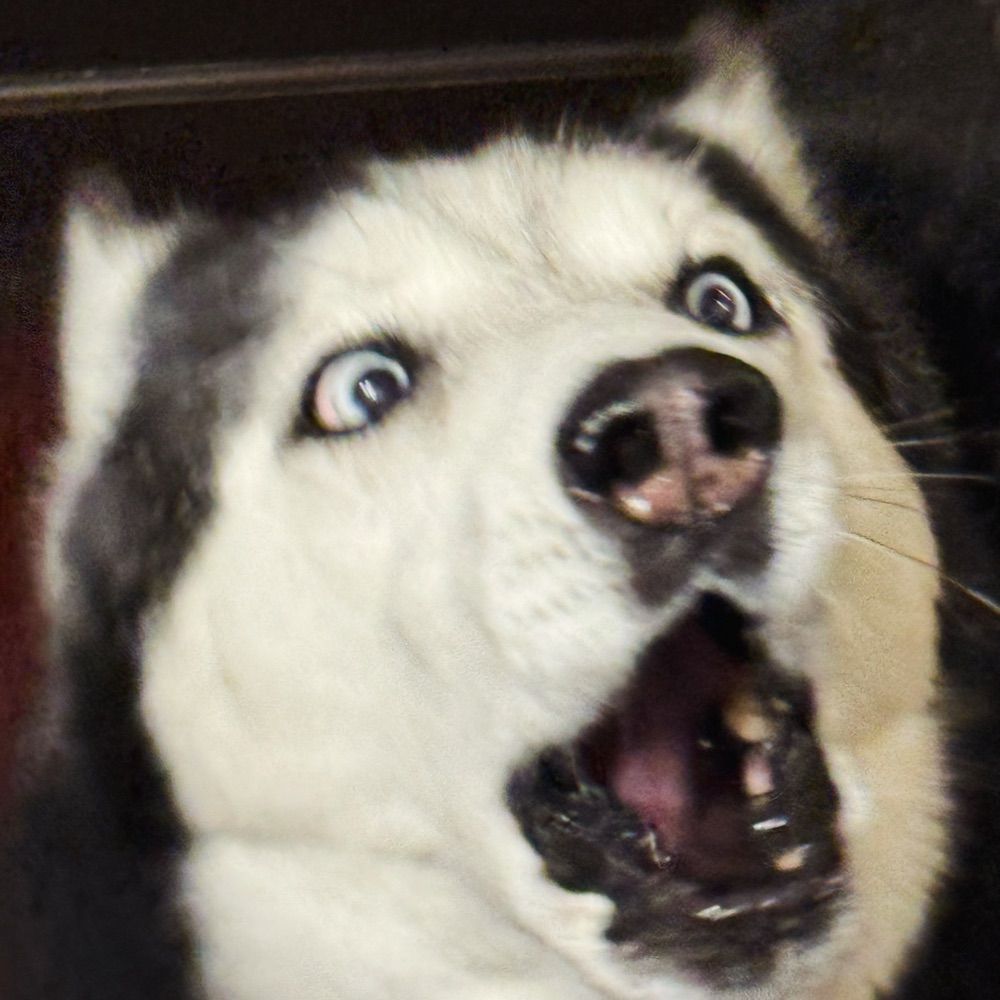 Hickory Husky